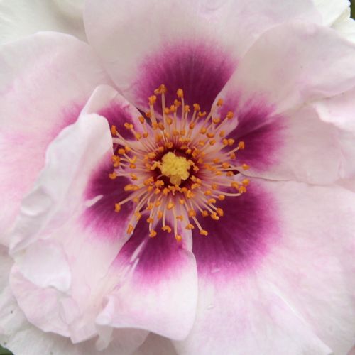 Růže eshop - Růžová - Fialová - Floribunda - diskrétní - Rosa  Eyes for You™ - Peter J. James - Tato jedinečná růže má květy a barvu podobné ibišku, tyto rysy zdědila po perských růžích. Má příjemnou citrónovou vůni.
